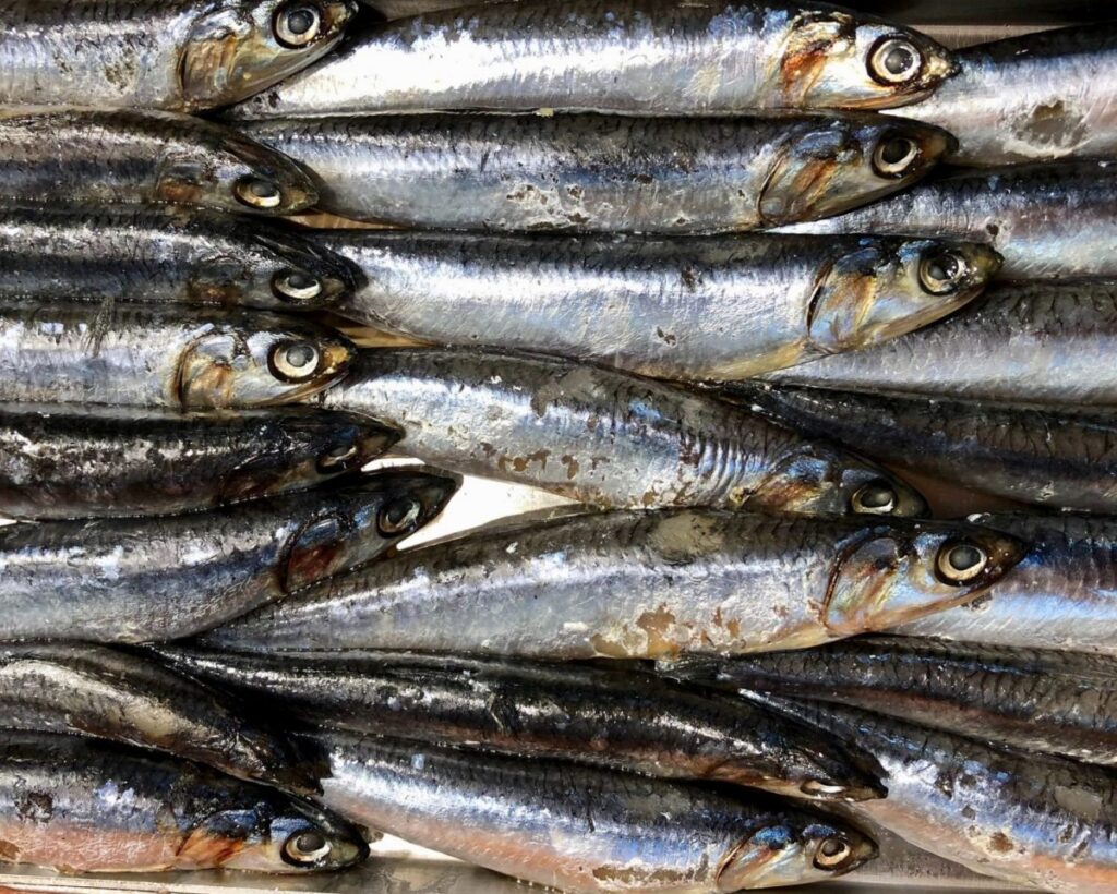 Sicilian anchovies