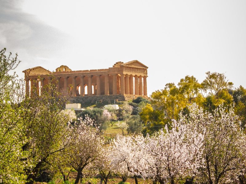 Almond Trees in Bloom at the Valley of Temples near Agrigento, Sicily